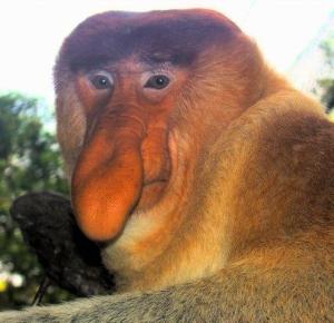 Portrait_of_a_Proboscis_Monkey1