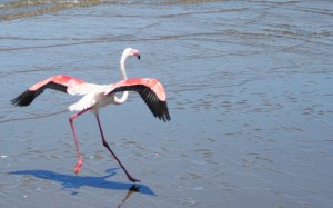 Flamingo-take-off