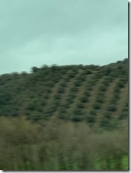 olive trees
