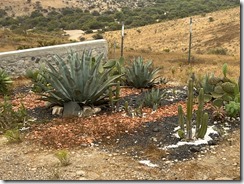 IMG_2656~photo - Copy