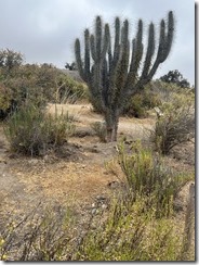 IMG_2661~photo - Copy