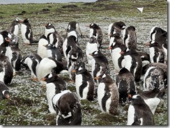 IMG_3415~photo - Copy