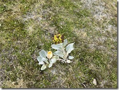 IMG_3435~photo - Copy