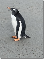 IMG_3437~photo - Copy