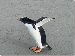 IMG_3442~photo - Copy