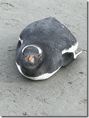 IMG_3448~photo - Copy