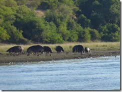 P1110743 - Copy (2) - Copy