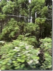 IMG_0025~photo - Copy