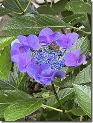 IMG_0162~photo - Copy