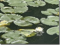 IMG_0313~photo - Copy - Copy