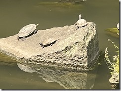 IMG_0321~photo - Copy - Copy