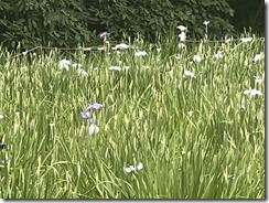 IMG_0331~photo - Copy - Copy