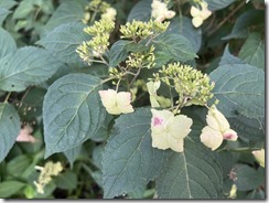 IMG_0334~photo - Copy - Copy