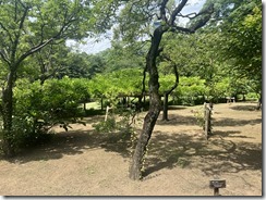 IMG_0335~photo - Copy - Copy