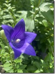 IMG_0338~photo - Copy - Copy