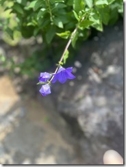 IMG_0339~photo-full - Copy