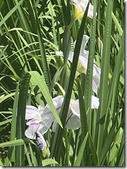 IMG_0346~photo - Copy