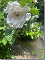 IMG_0356~photo - Copy